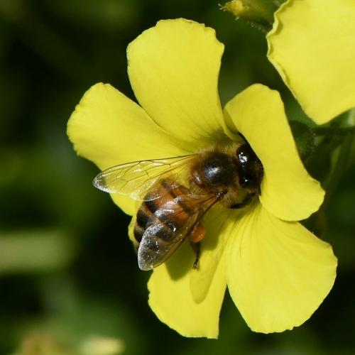 Apis mellifera